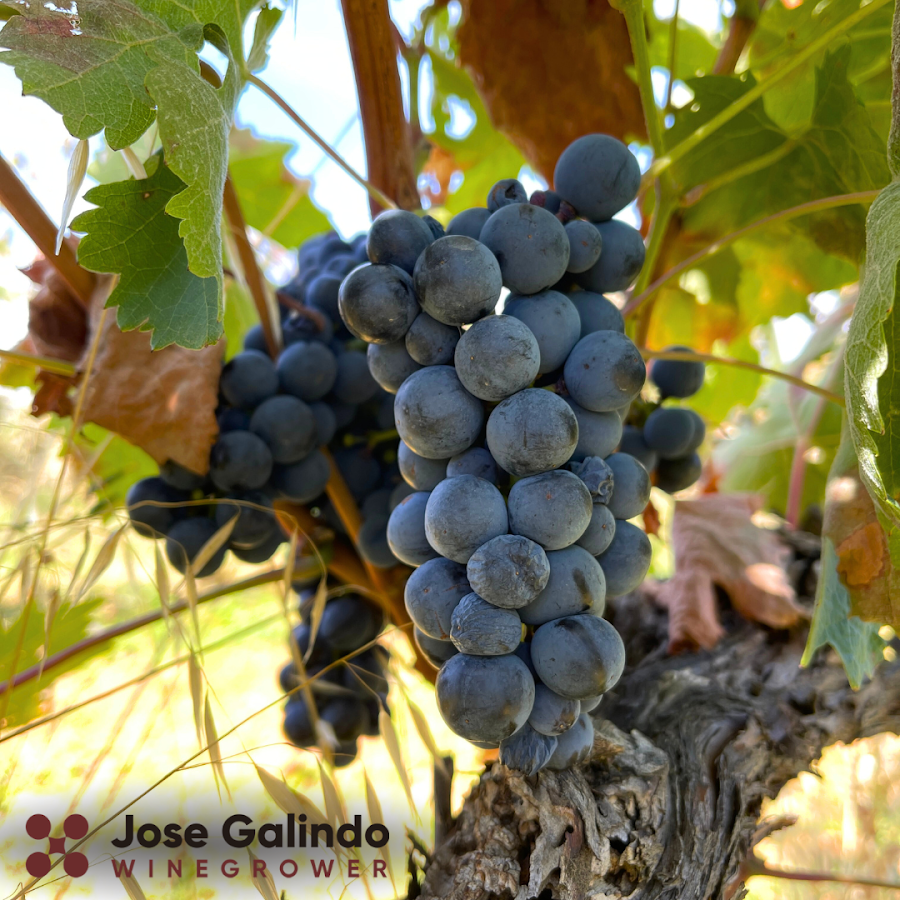 José Galindo Winegrower